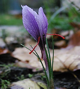 زعفران 