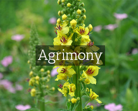 Agrimony