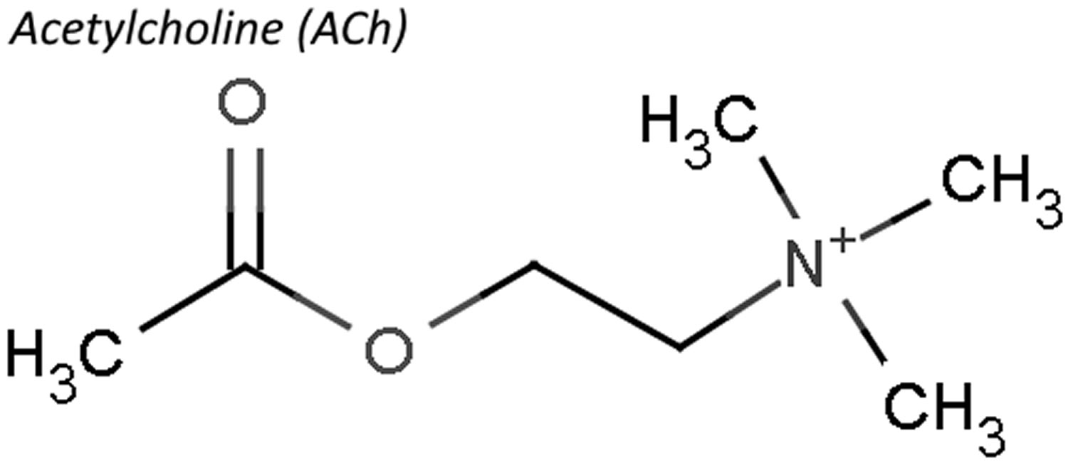 استیل کولین