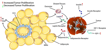 Causal mechanism of link between cancer and obesity