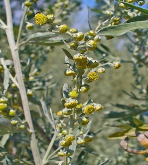 درمان تنبلی دستگاه گوارش و کبد