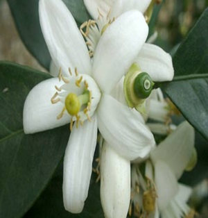 خواب آلودگی