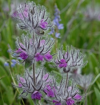 چای کوهی
