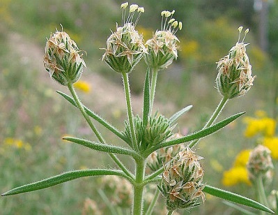 انسداد روده