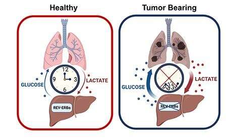 Loss of circadian regulation allows for increase in glucose production during lung cancer