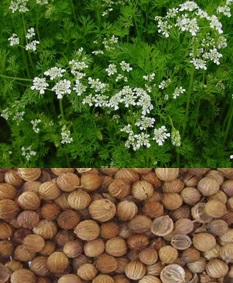 گشنیز
