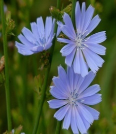 نارسایی کبدی