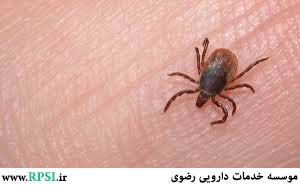 ویروس 