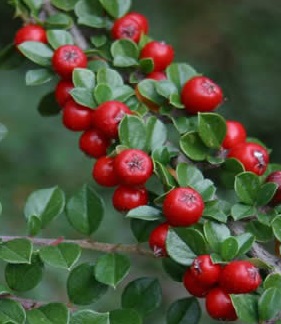Cotoneaster discolor