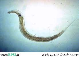 How to Get Rid of Pinworms