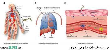 بیماری ابولا (Ebola Virus Disease)
