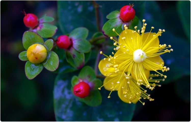 گیاه گل راعی (علف چای)  و اکیناسه می توانند باعث محافظت در برابر کووید 19 شوند