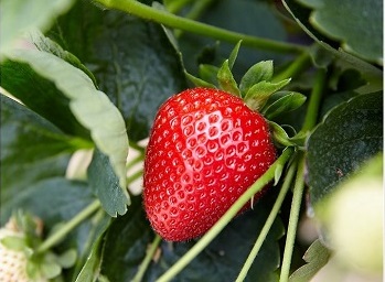 Strawberries could improve cardiometabolic risk factors in at-risk adults