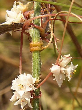 Cuscuta Epithymum Murr